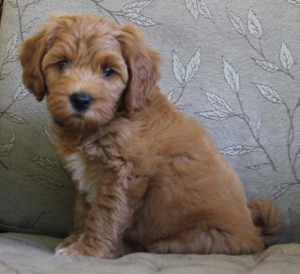 Katie C puppy